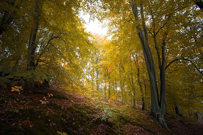 Wald