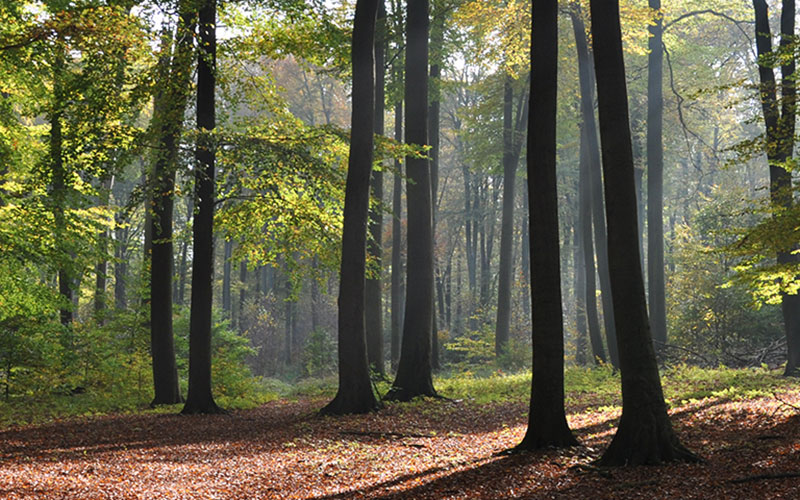 Wald Natur